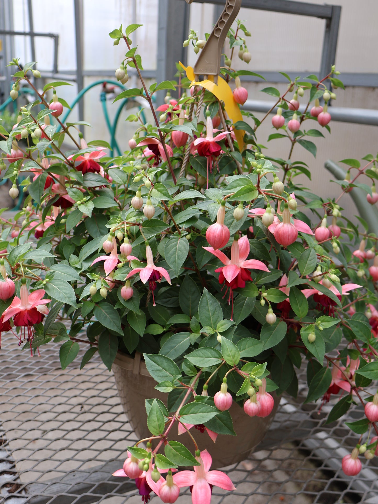 10" HB FUCHSIA