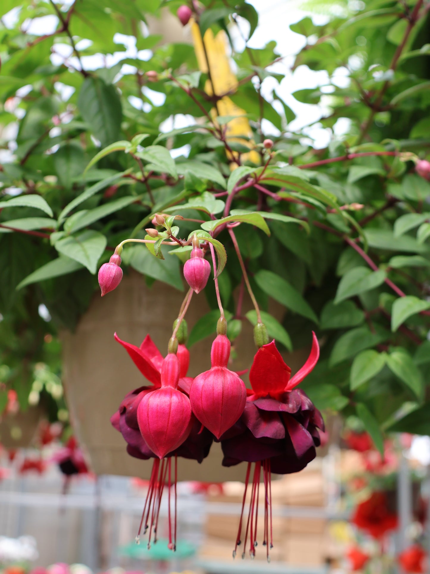 10" HB FUCHSIA