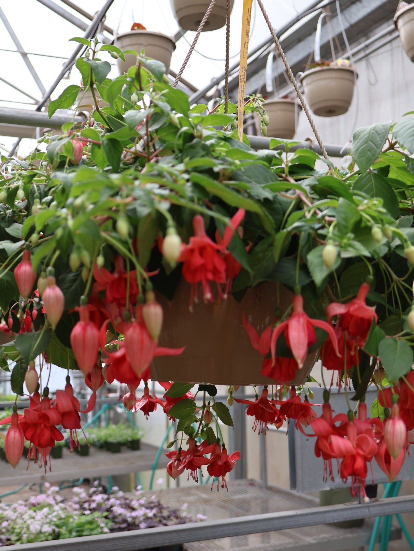 10" HB FUCHSIA