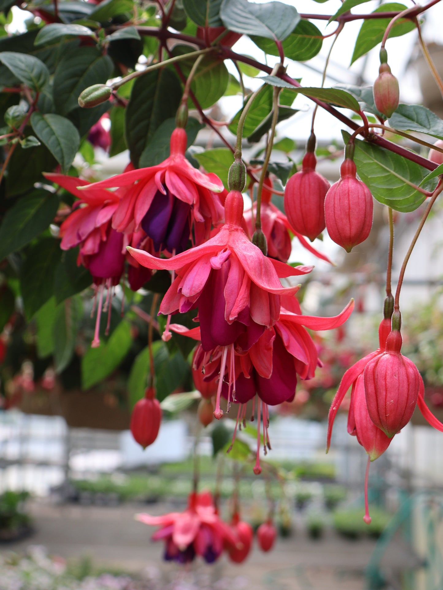 10" HB FUCHSIA