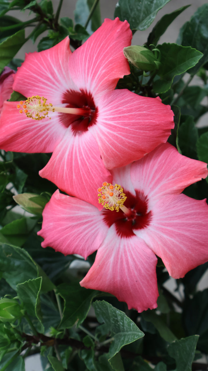 TROPICAL HIBISCUS