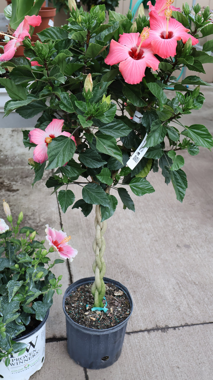 TROPICAL HIBISCUS