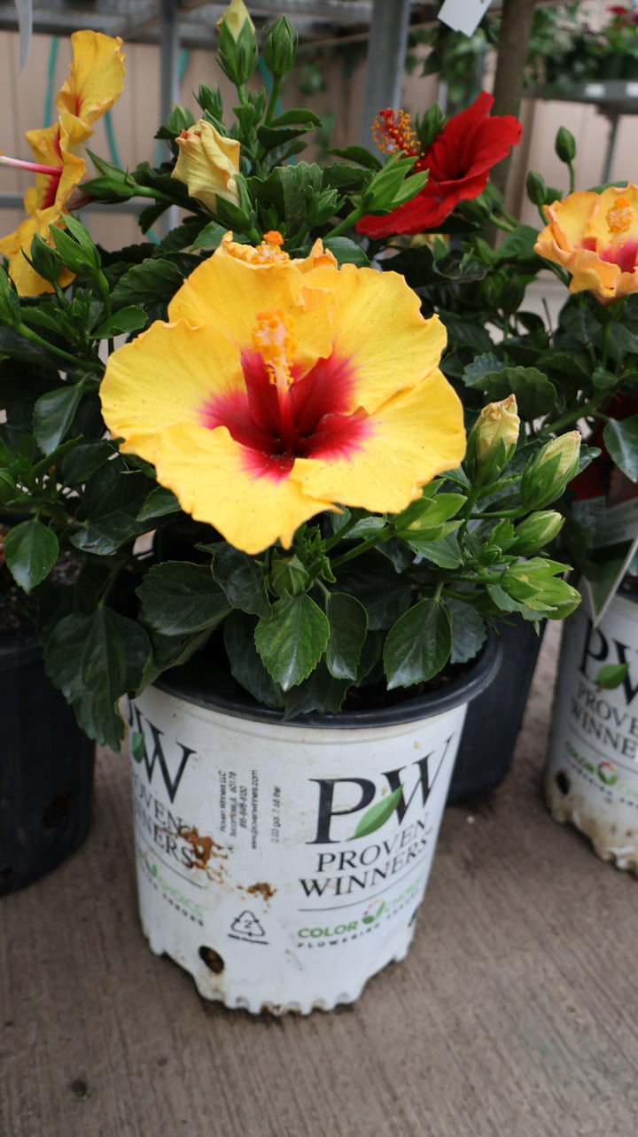 TROPICAL HIBISCUS
