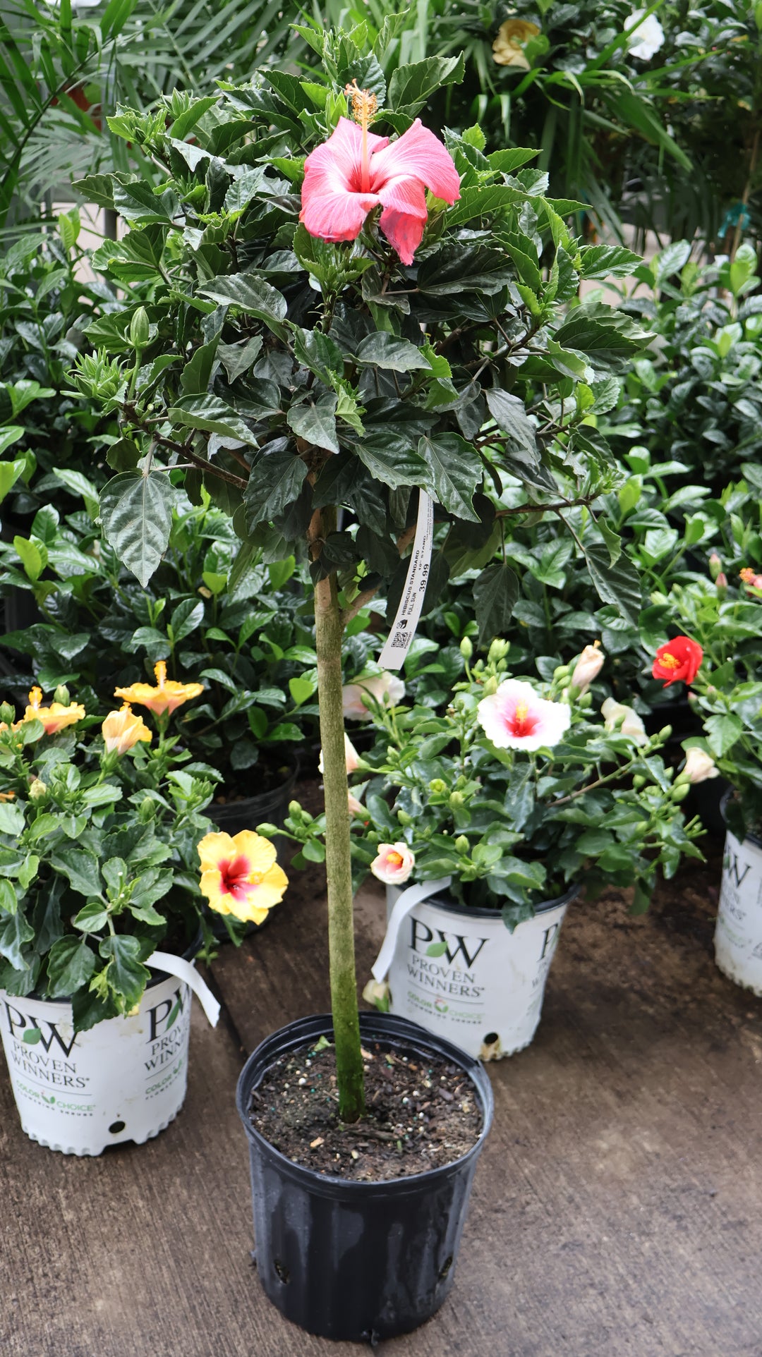 TROPICAL HIBISCUS