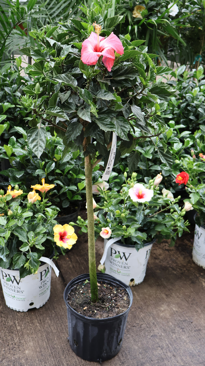TROPICAL HIBISCUS