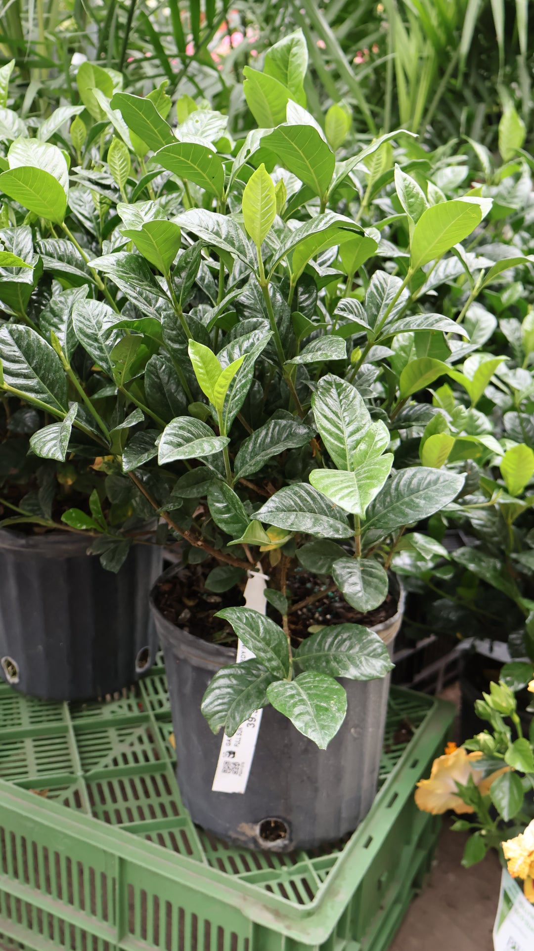 GARDENIA