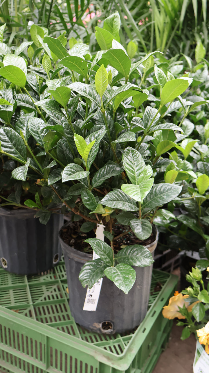 GARDENIA