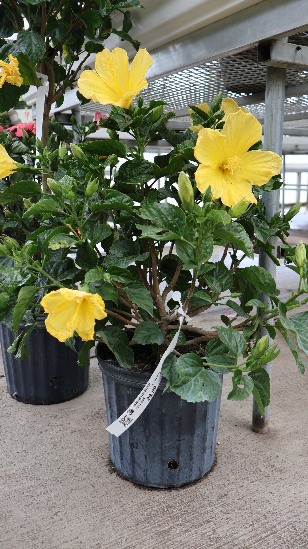 TROPICAL HIBISCUS