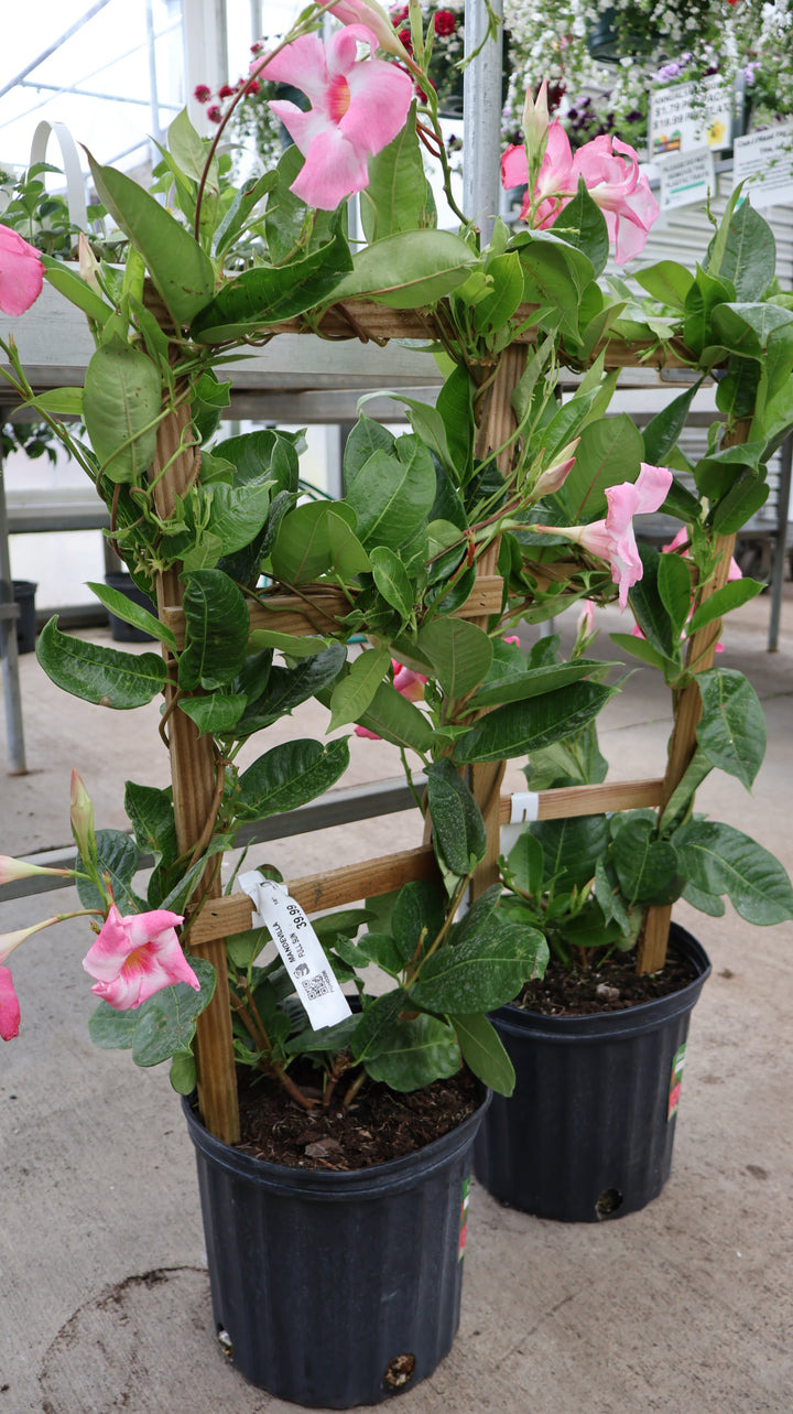 10" TRELLIS MANDEVILLA/DIPLADENIA