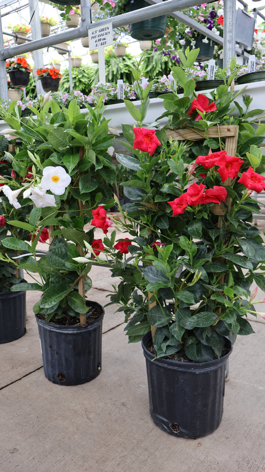 10" TRELLIS MANDEVILLA/DIPLADENIA
