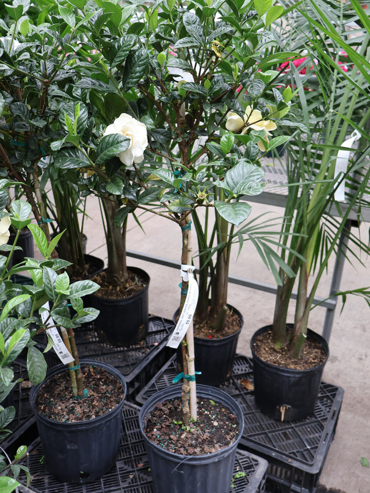 GARDENIA