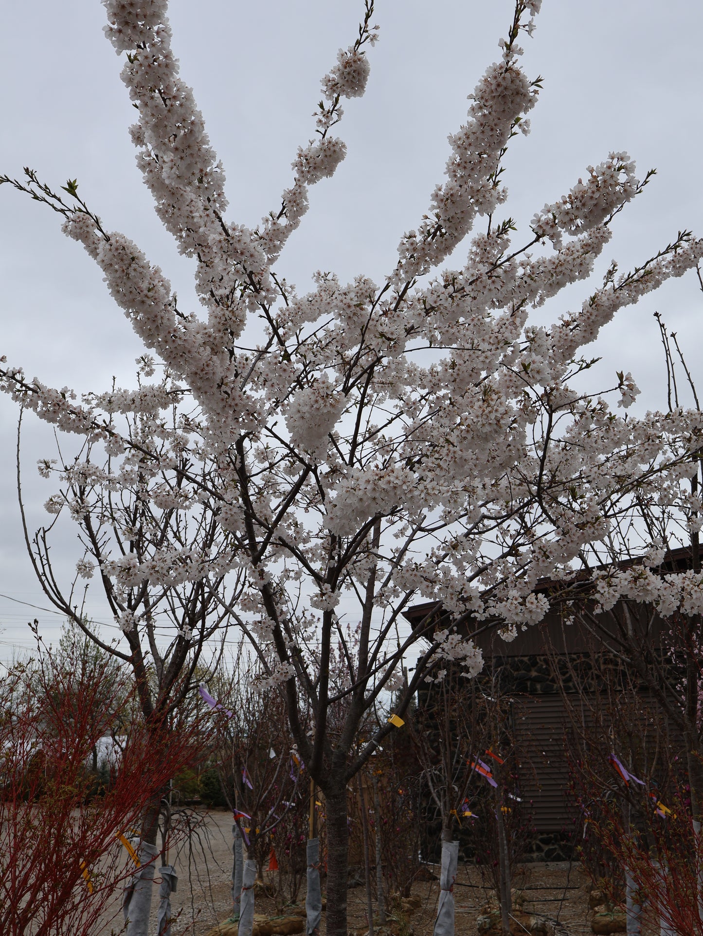 Cherry - Yoshino White