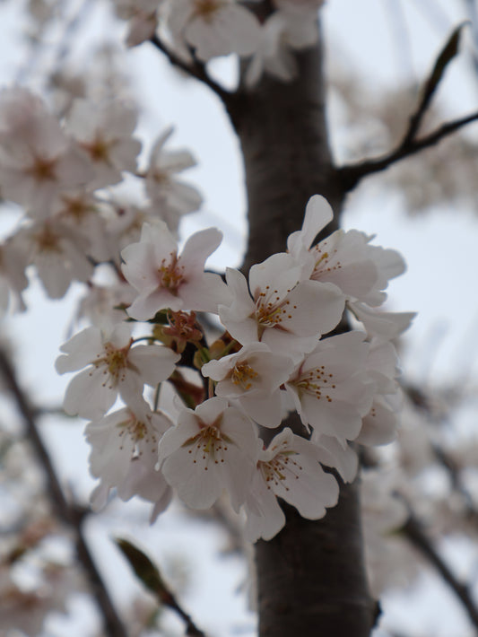 Cherry - Yoshino White