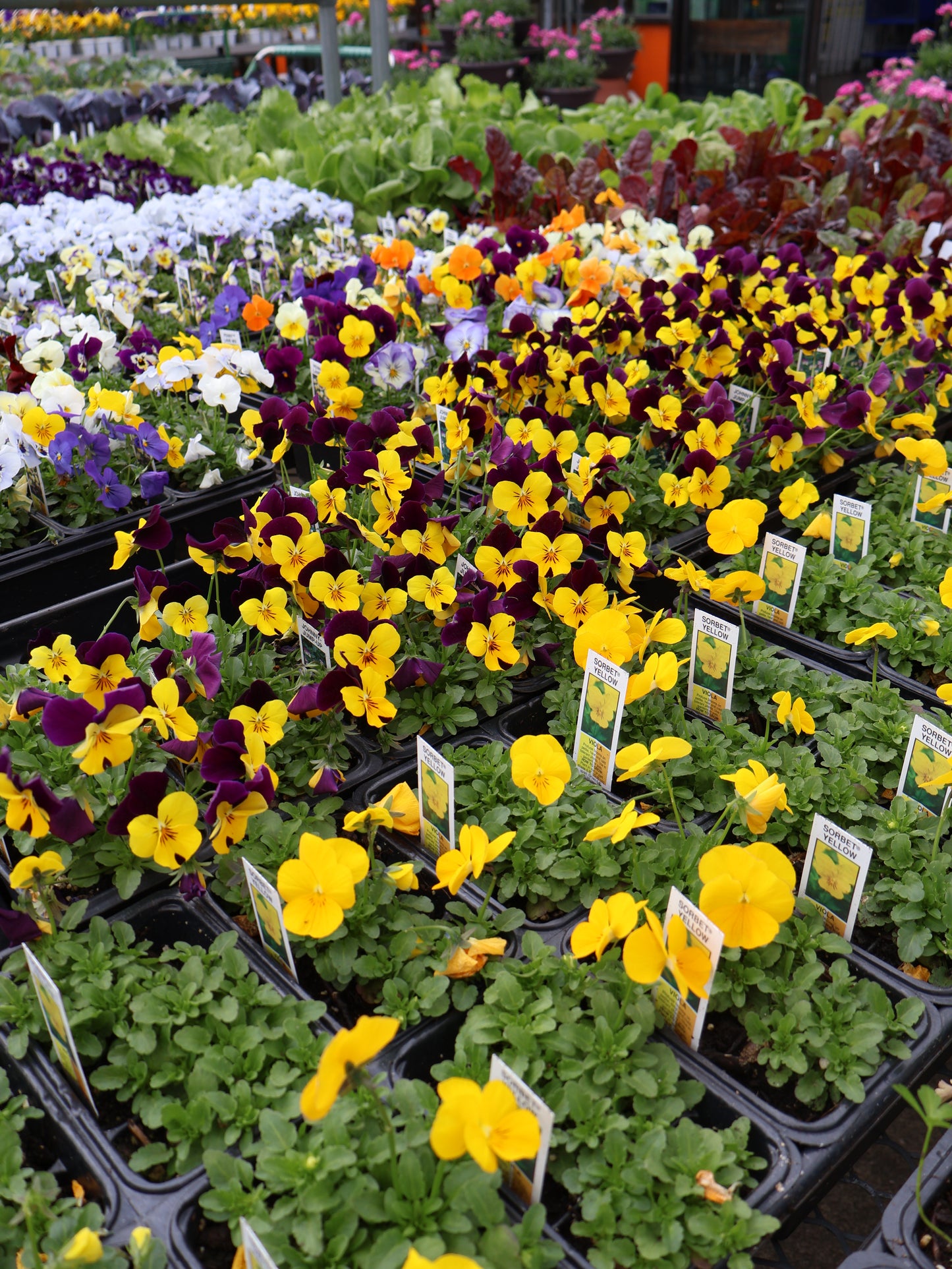 FLOWER & VEGGIE PACKS & FLATS