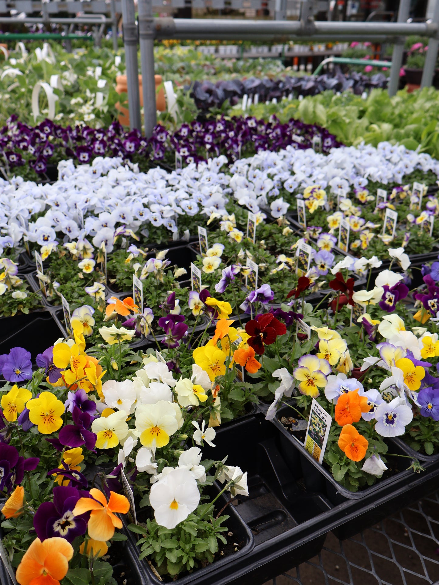 FLOWER & VEGGIE PACKS & FLATS