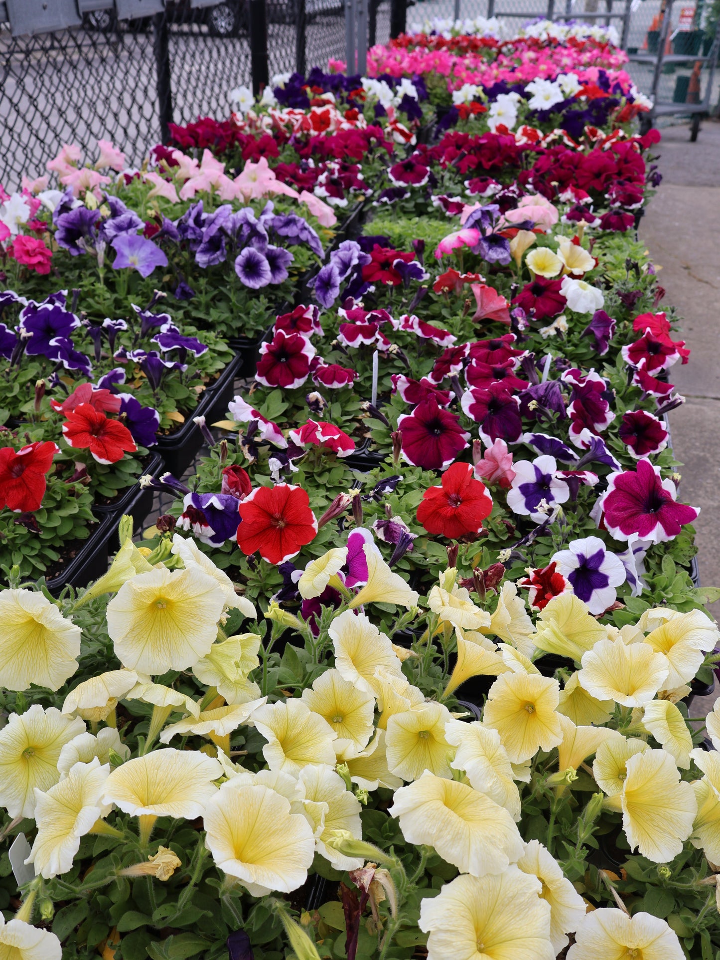 FLOWER & VEGGIE PACKS & FLATS