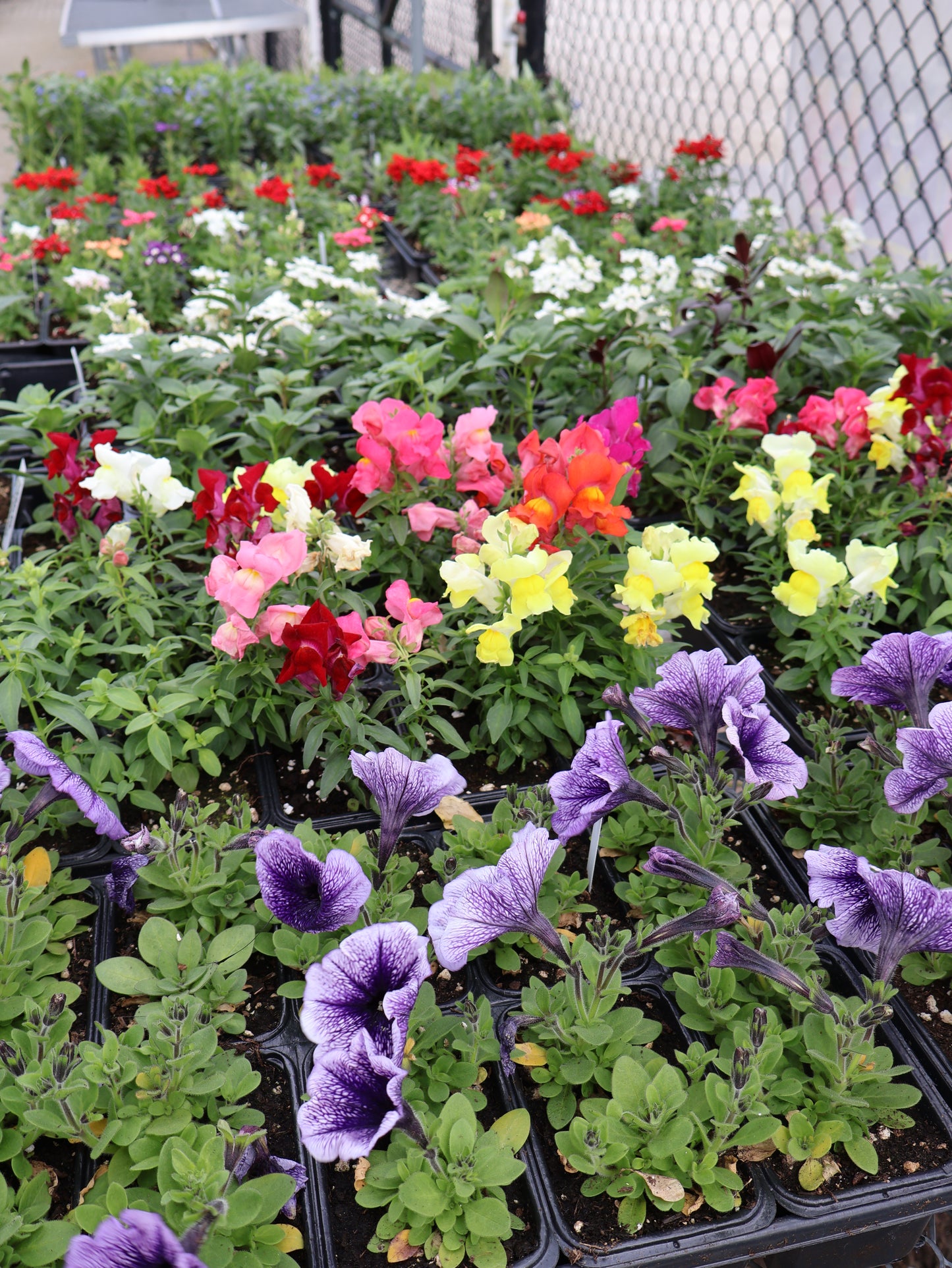 FLOWER & VEGGIE PACKS & FLATS