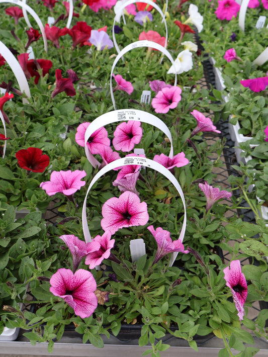 6 PACK WAVE PETUNIA