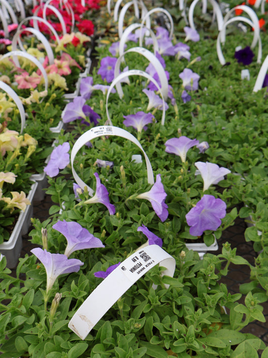 6 PACK WAVE PETUNIA