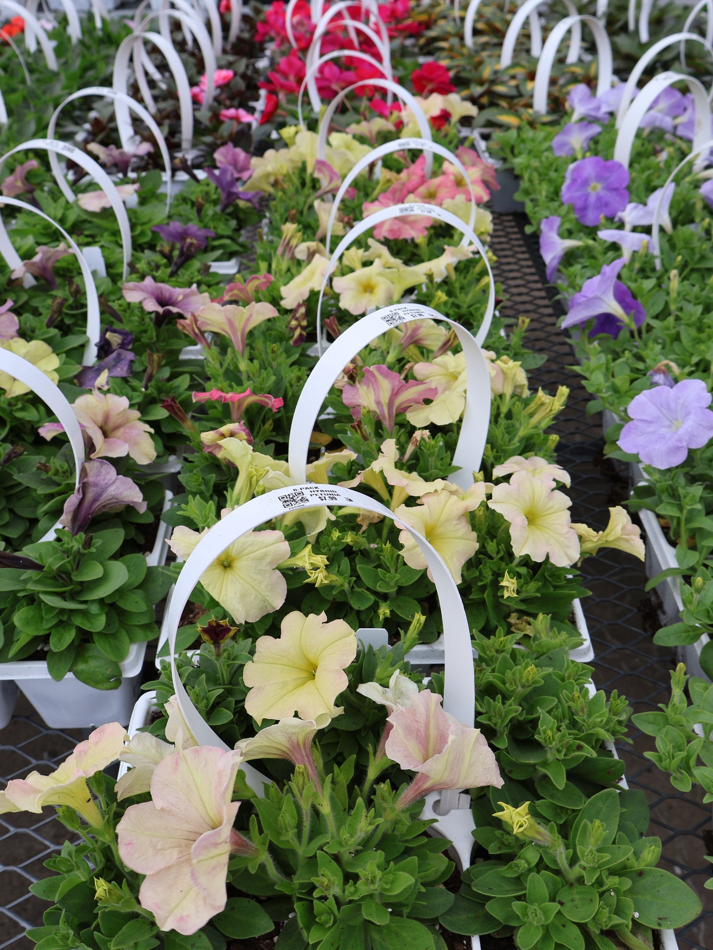6 PACK WAVE PETUNIA