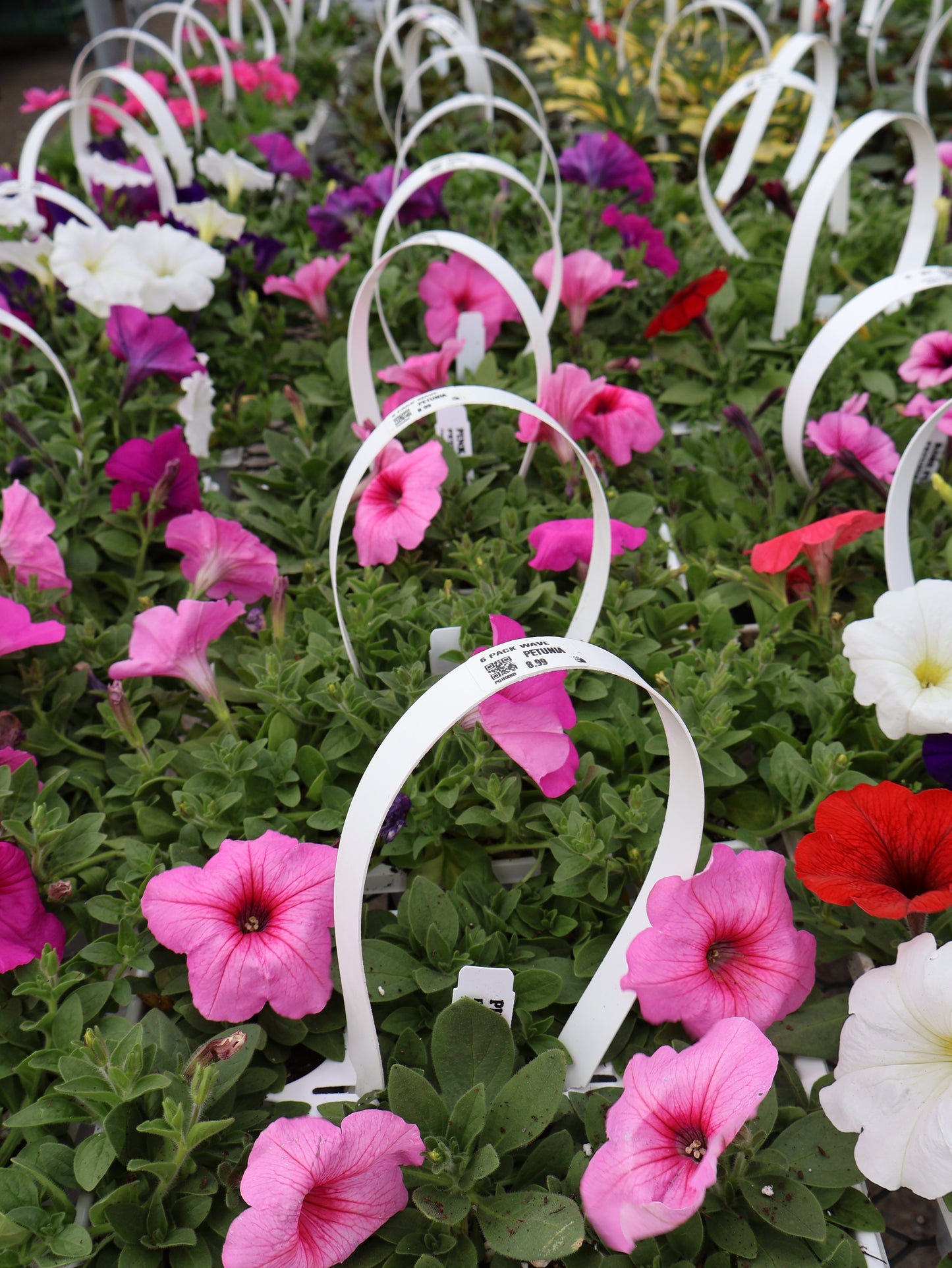 6 PACK WAVE PETUNIA