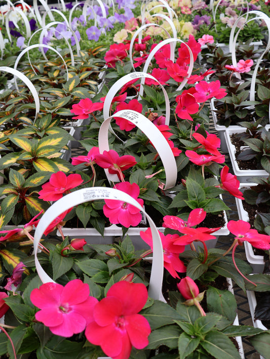 6 PACK SUNPATIENS