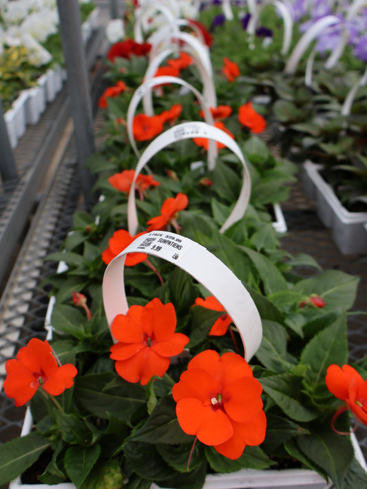 6 PACK SUNPATIENS
