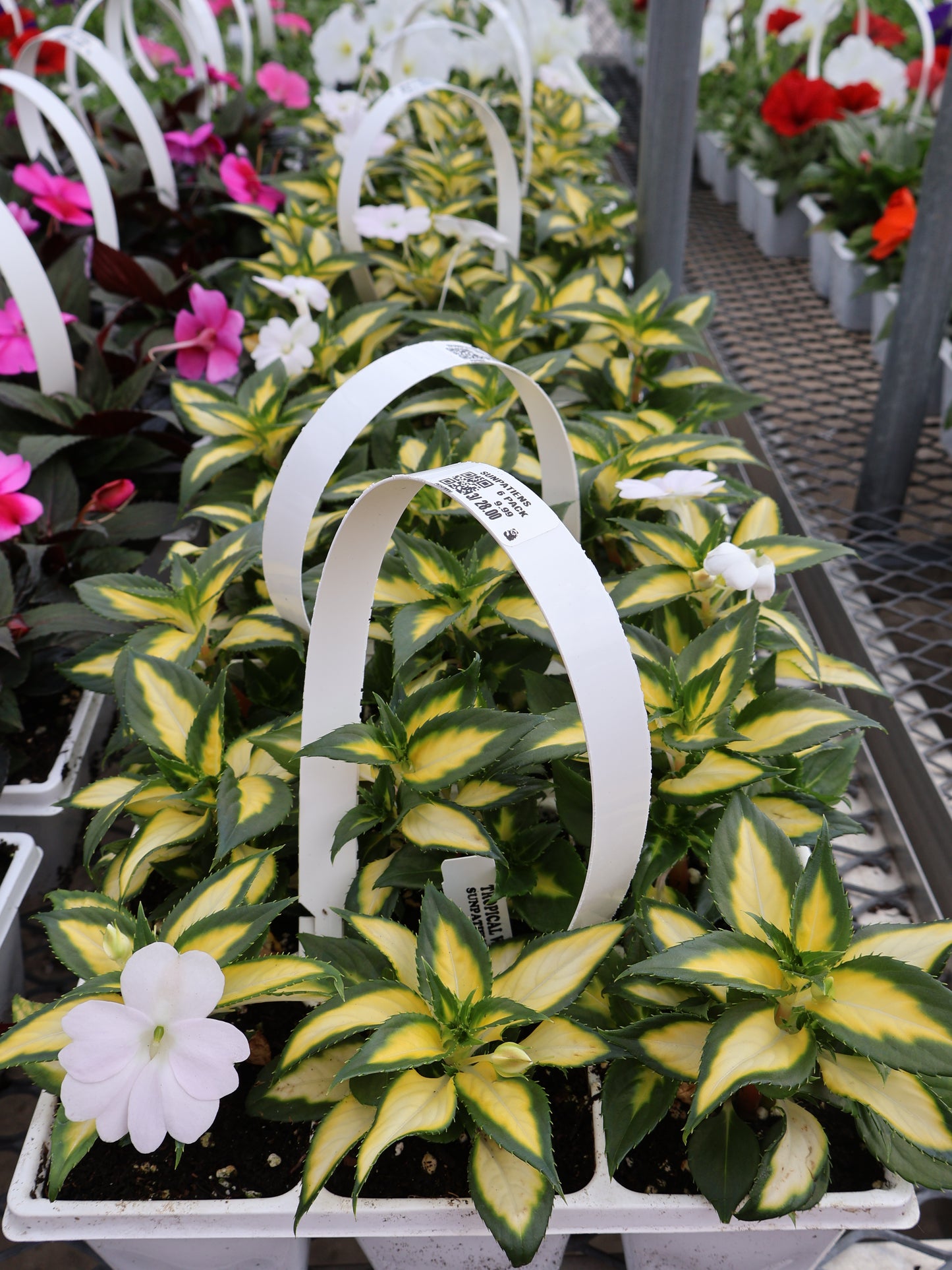 6 PACK SUNPATIENS