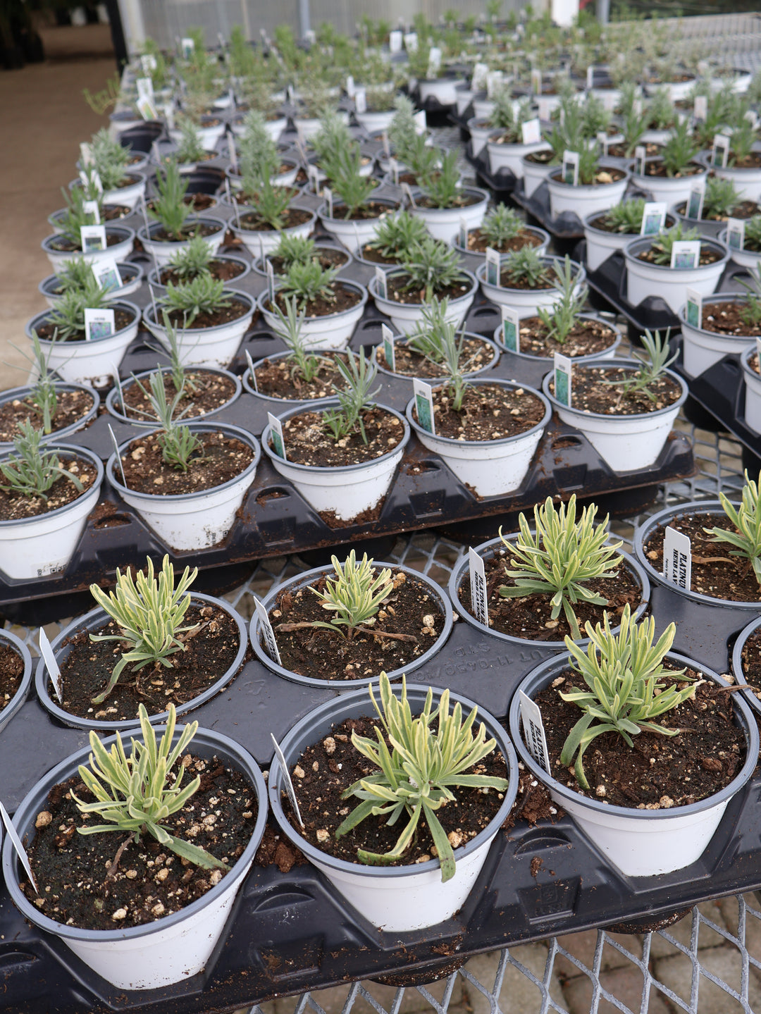4.5" ASSORTED HERBS