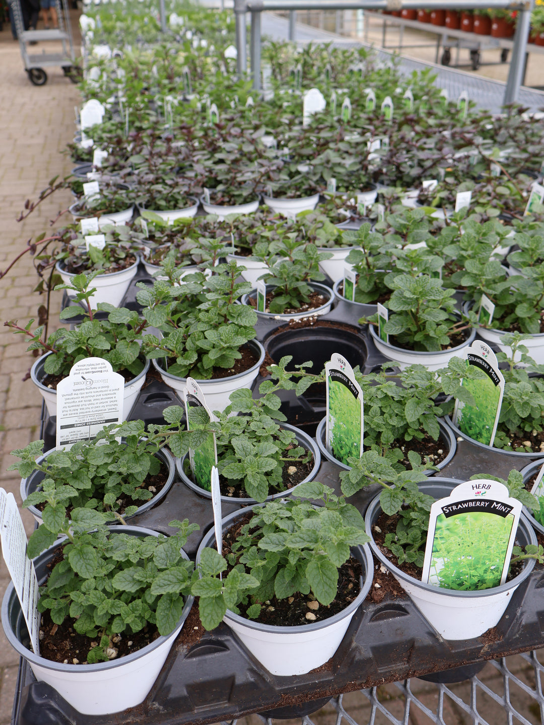 4.5" ASSORTED HERBS
