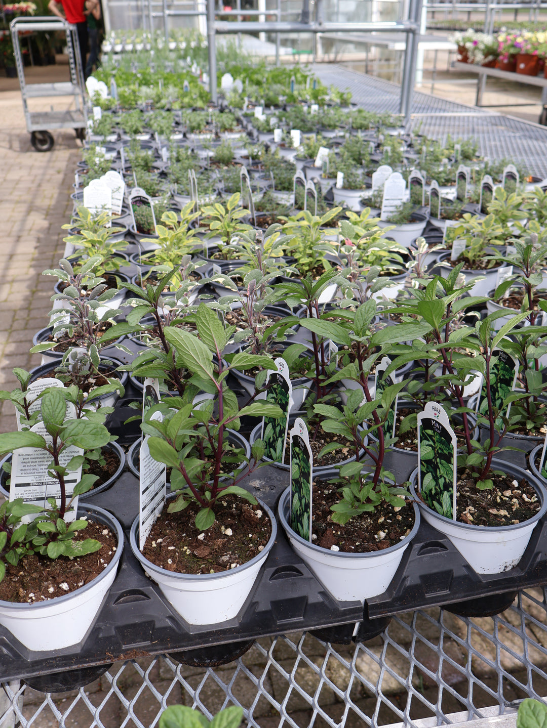 4.5" ASSORTED HERBS