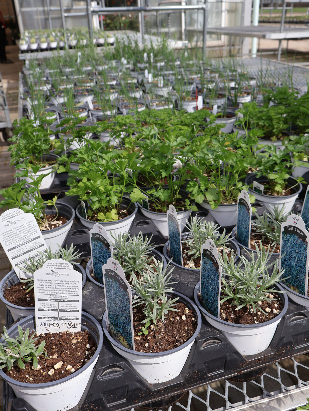 4.5" ASSORTED HERBS