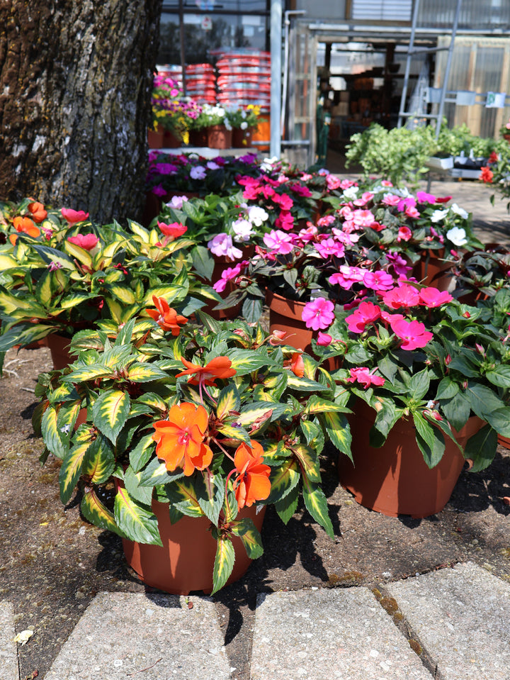 10" SUNPATIENS