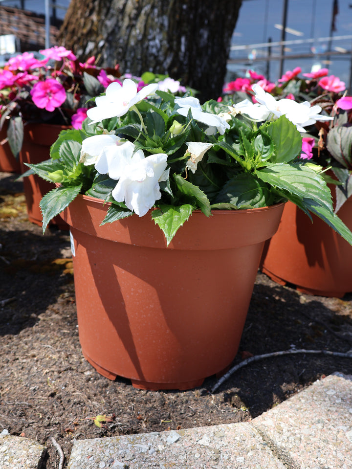 10" SUNPATIENS