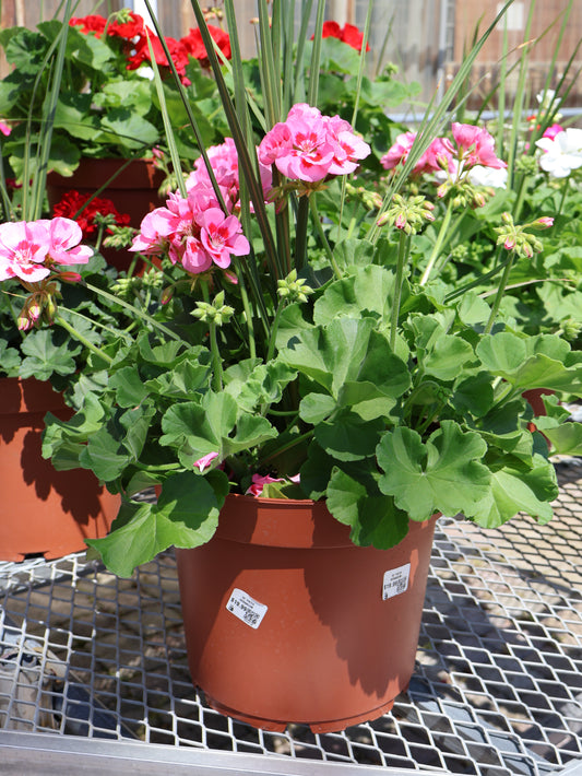 10" PATIO GERANIUM