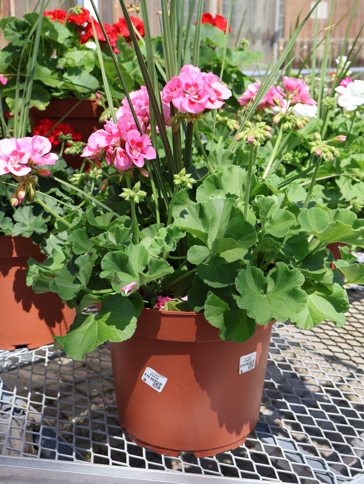 10" PATIO GERANIUM