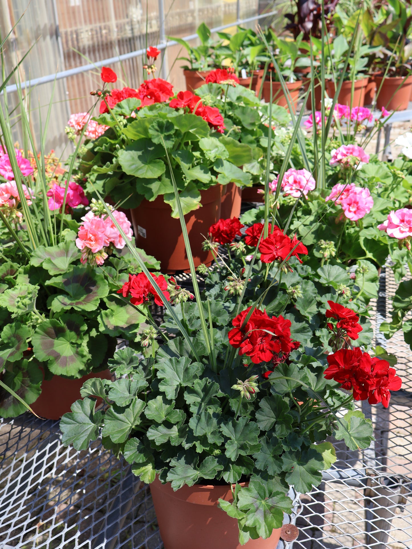 10" PATIO GERANIUM