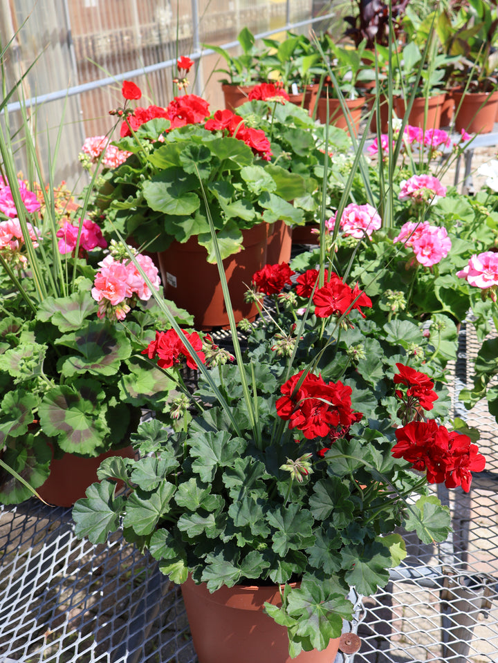 10" PATIO GERANIUM