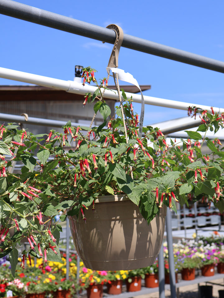 10" HB CUPHEA HUMMINGBIRDS LUNCH