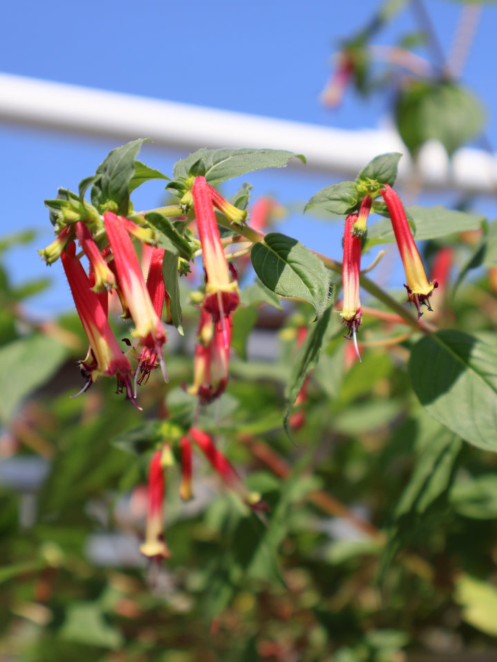 10" HB CUPHEA HUMMINGBIRDS LUNCH