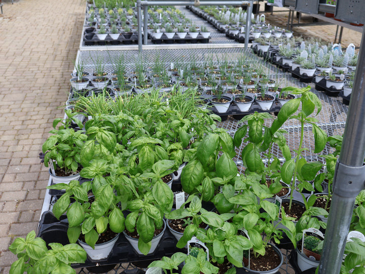 4.5" ASSORTED HERBS