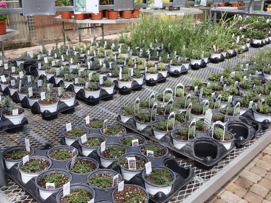 4.5" ASSORTED HERBS