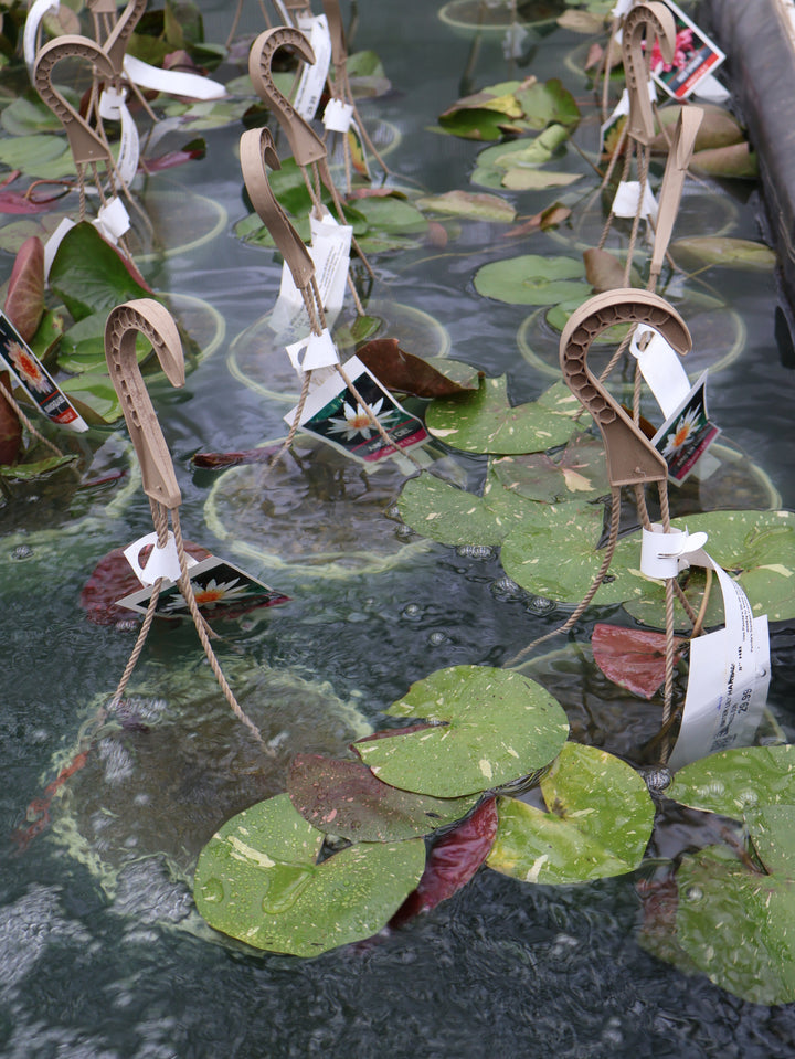 WATER LILY