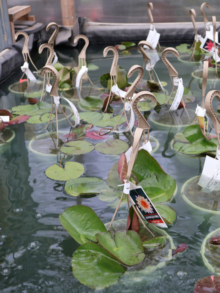 WATER LILY