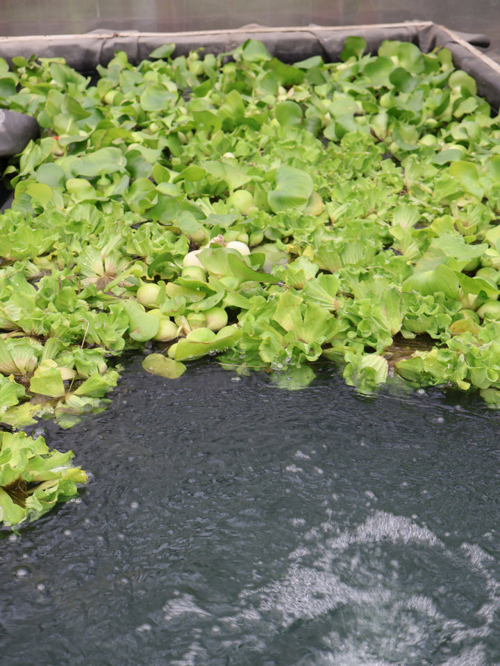 WATER HYACINTH