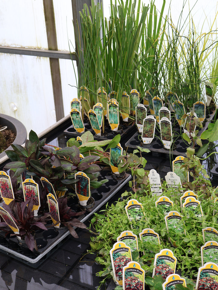 2" WATER PLANT
