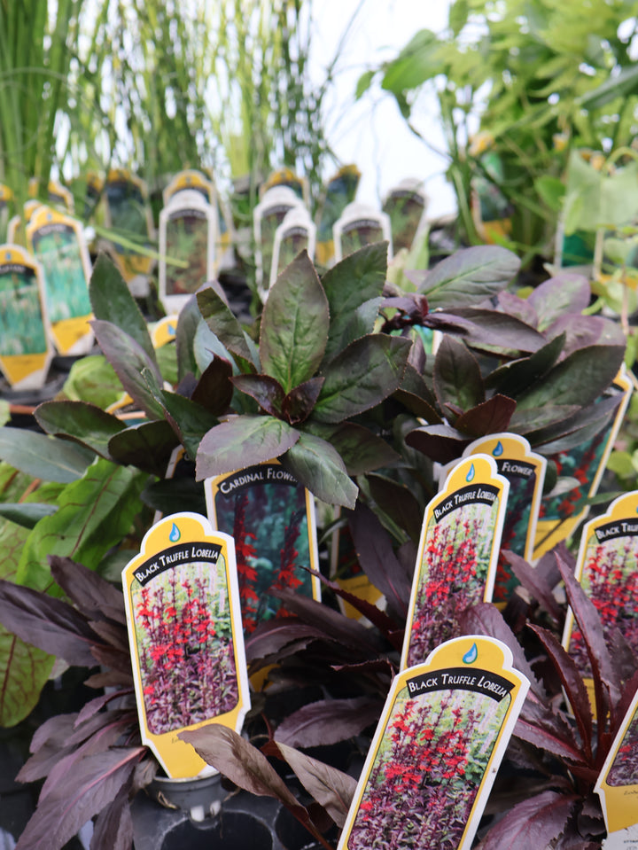 2" WATER PLANT