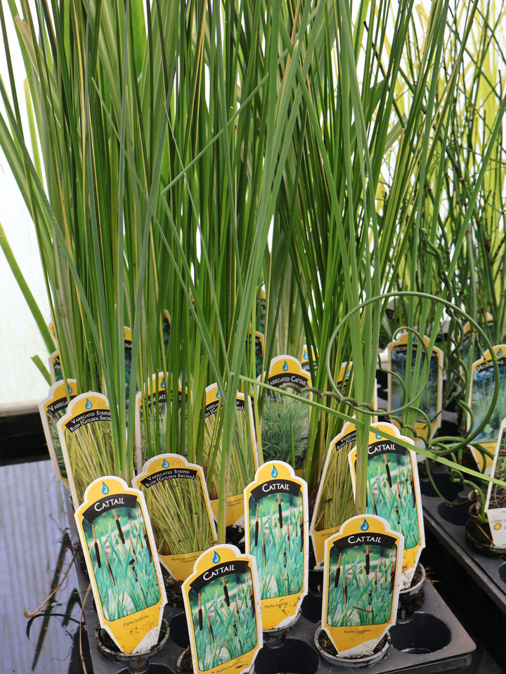 2" WATER PLANT