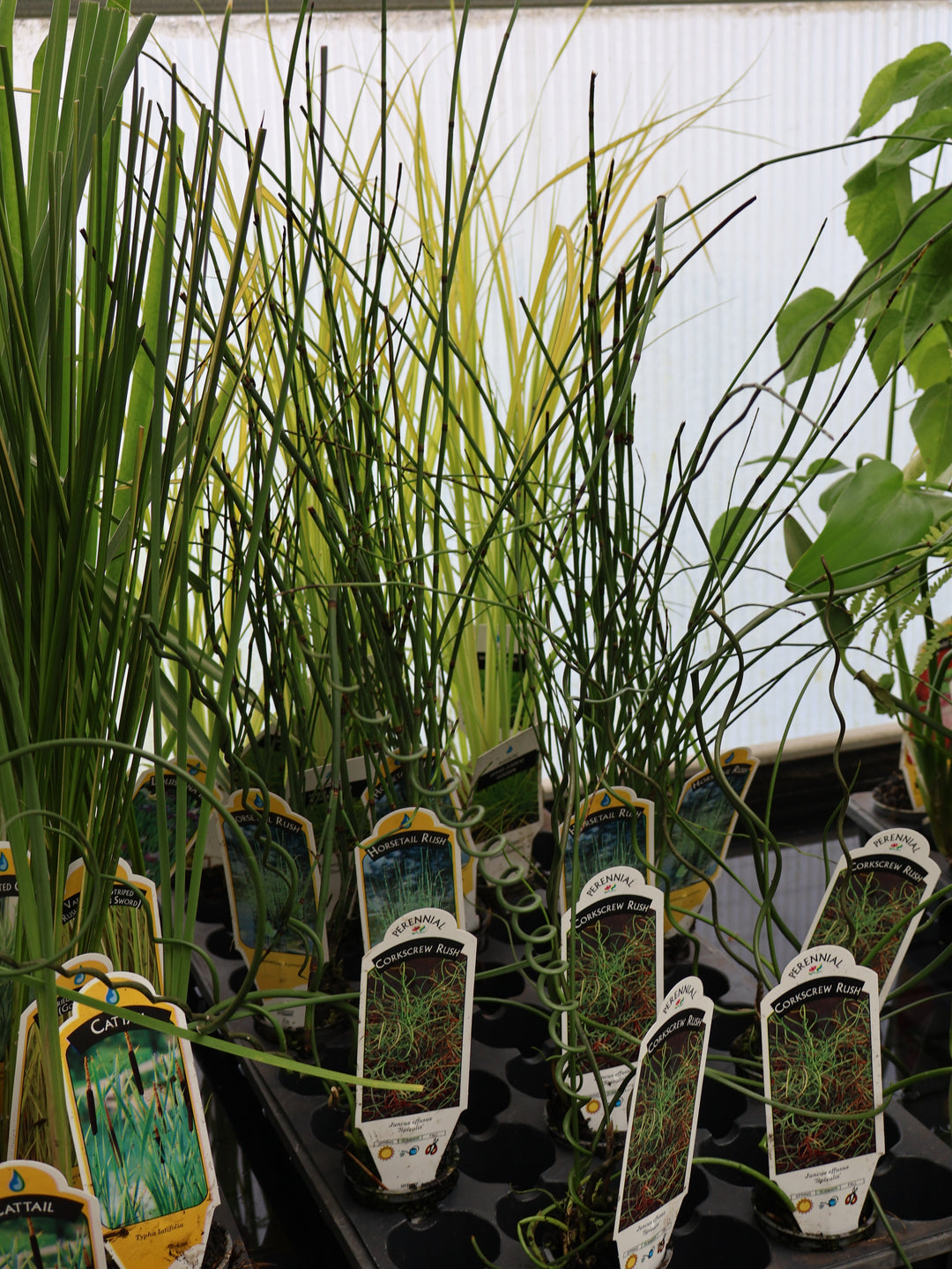 2" WATER PLANT