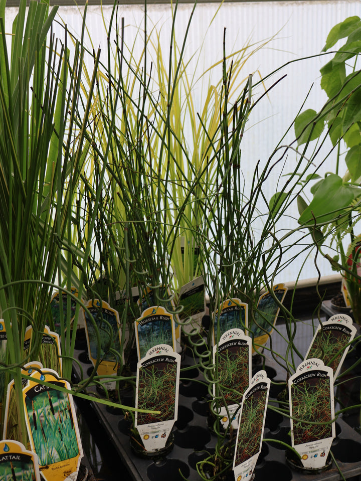 2" WATER PLANT